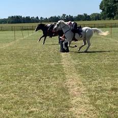 Anden særlig race Tequila