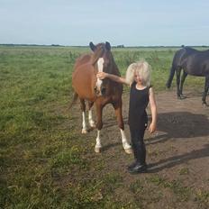 Anden særlig race Askepot