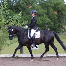 New Forest Skou's alexander