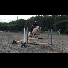 Fjordhest Merle vårby - (Tideliger part)