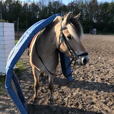 Fjordhest Merle vårby - (Tideliger part)