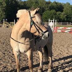 Fjordhest Merle vårby - (Tideliger part)