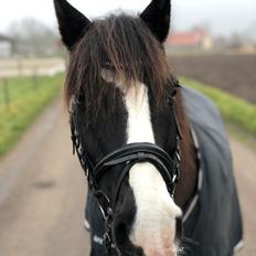 Welsh Cob (sec D) Uglegården's madhi hurricane