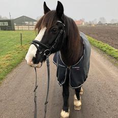 Welsh Cob (sec D) Uglegården's madhi hurricane
