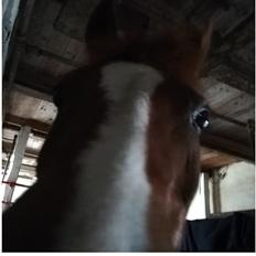 Welsh Pony (sec B) Disco