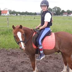 Welsh Pony (sec B) Disco