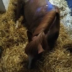 Welsh Pony (sec B) Disco