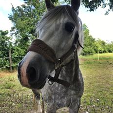 Welsh Cob (sec D) Haymitch