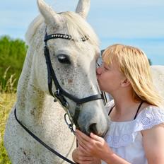 Arabisk fuldblod (OX) Athena