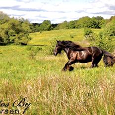 Irish Cob Nydal's Dark Knight of Sorcas