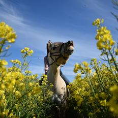 Fjordhest Jenta kvistgaard