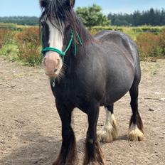 Irish Cob Murphy's Black Beauty *solgt*