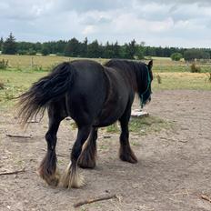 Irish Cob Murphy's Black Beauty *solgt*