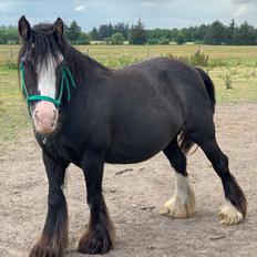Irish Cob Murphy's Black Beauty *solgt*