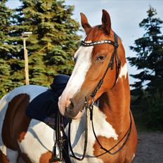 Anden særlig race Thusgaard's Yakari