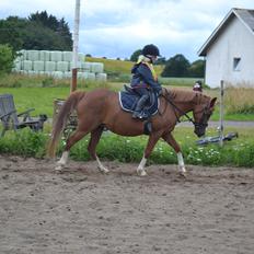 Anden særlig race Askepot