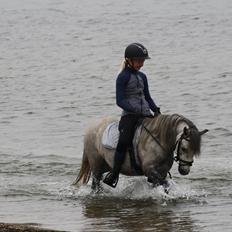 Welsh Mountain (sec A) Greenhills shy little Idefix