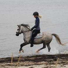 Welsh Mountain (sec A) Greenhills shy little Idefix