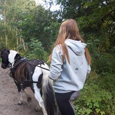 Anden særlig race Plet