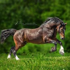 Welsh Cob (sec D) Penybrenin Delboy