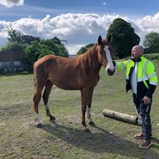 Palomino Højagers Cinderella