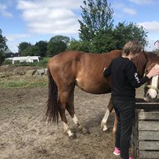 Palomino Højagers Cinderella