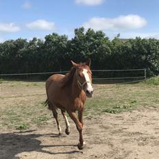 Palomino Højagers Cinderella