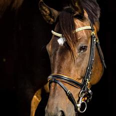 Dansk Varmblod Remember Me By Friis SOLGT