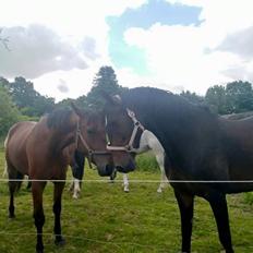 Dansk Varmblod Remember Me By Friis SOLGT