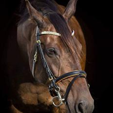 Dansk Varmblod Remember Me By Friis SOLGT