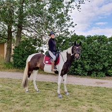 Pinto Belladonna a kila