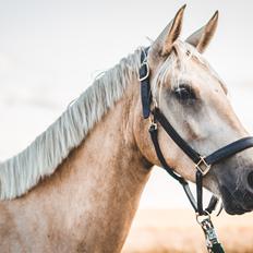 Palomino Trollelys Hemera