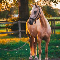 Palomino Trollelys Hemera