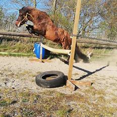 Islænder Sefja fra nørre djurs