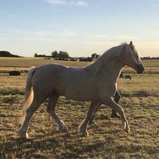 Welsh Cob (sec D) Mr Robino