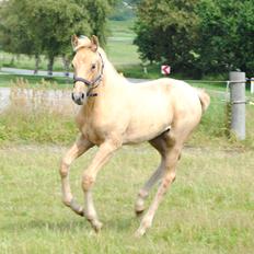 Palomino Silverline Winka