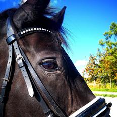 Anden særlig race wanilia