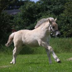 Fjordhest Svit's balou