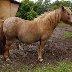 Knabstrupper Pippi SOLGT