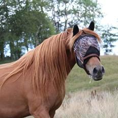 Arabisk fuldblod (OX) Emira bint Gharib ox *SOLGT*