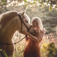 Fjordhest Højgaards Findus