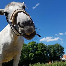 Anden særlig race Stensgården Marquis