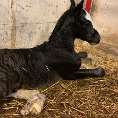 Irish Cob Lærkegaarden's Mr. Morgan * Solgt *