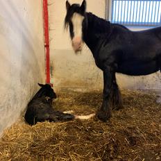 Irish Cob Lærkegaarden's Mr. Morgan * Solgt *