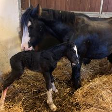 Irish Cob Lærkegaarden's Mr. Morgan * Solgt *