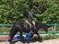 Fell pony - Hollyhouse Bracken (Bob) †