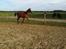 Palomino Ametyst
