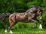 Welsh Cob (sec D) Penybrenin Delboy