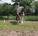 Irish Cob Crossbreed Indien Boy (Himmel hest)