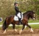 Welsh Cob (sec D) Holmlunds Royal Kingston